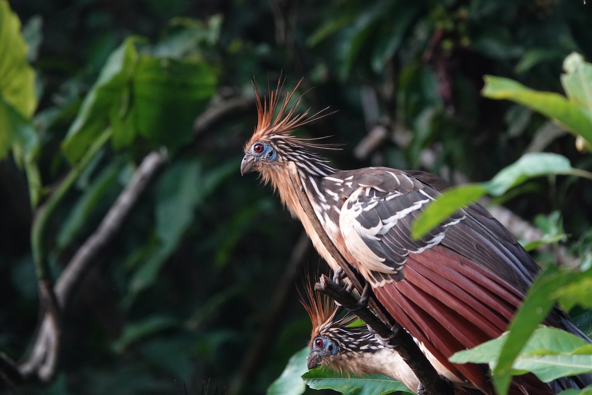 hoatzin - ML549778611