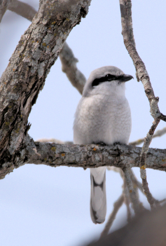 Умардын дунхай - ML549778901