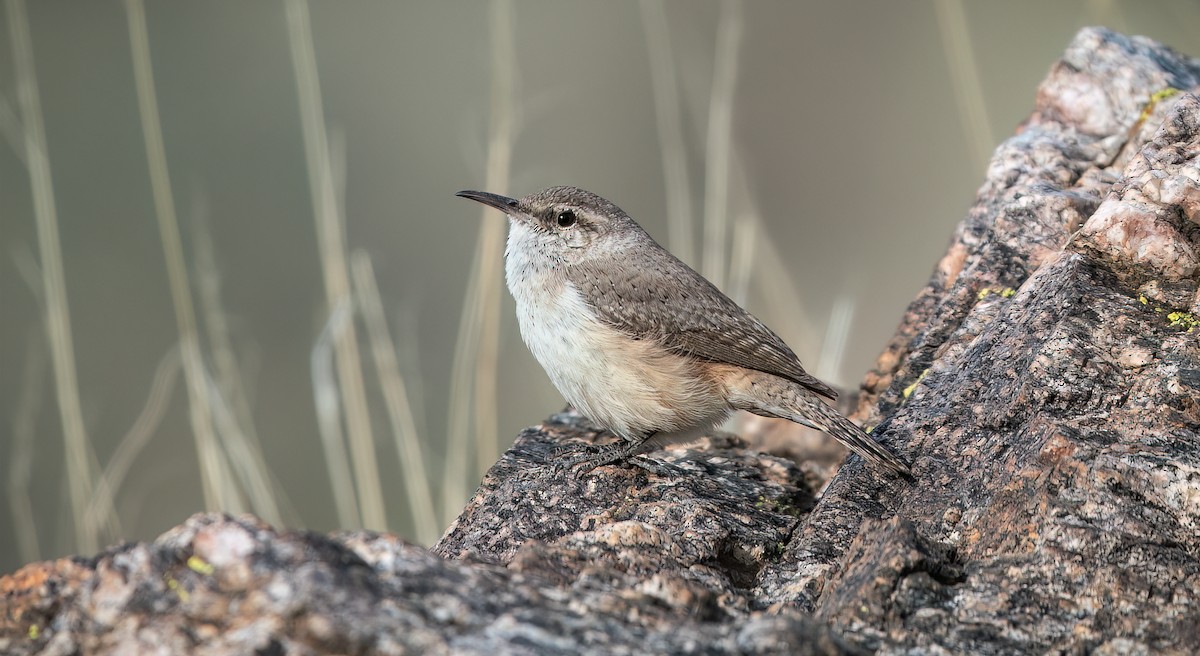 Rock Wren - Shawn Cooper