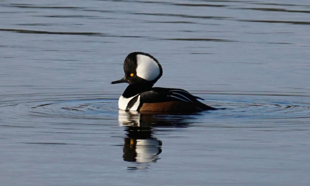 Hooded Merganser - ML549779211