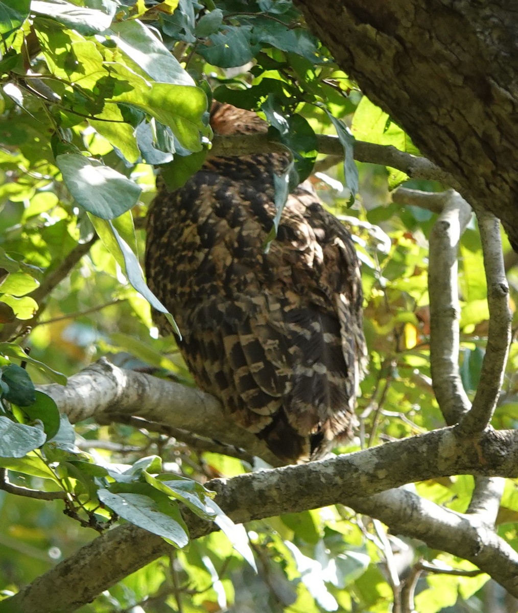 Tawny Fish-Owl - ML549779561