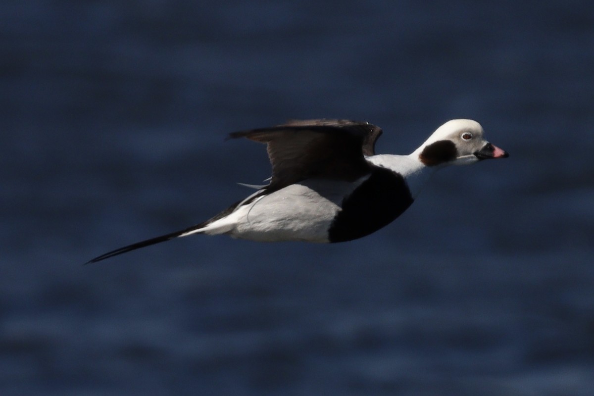 Long-tailed Duck - ML549779791