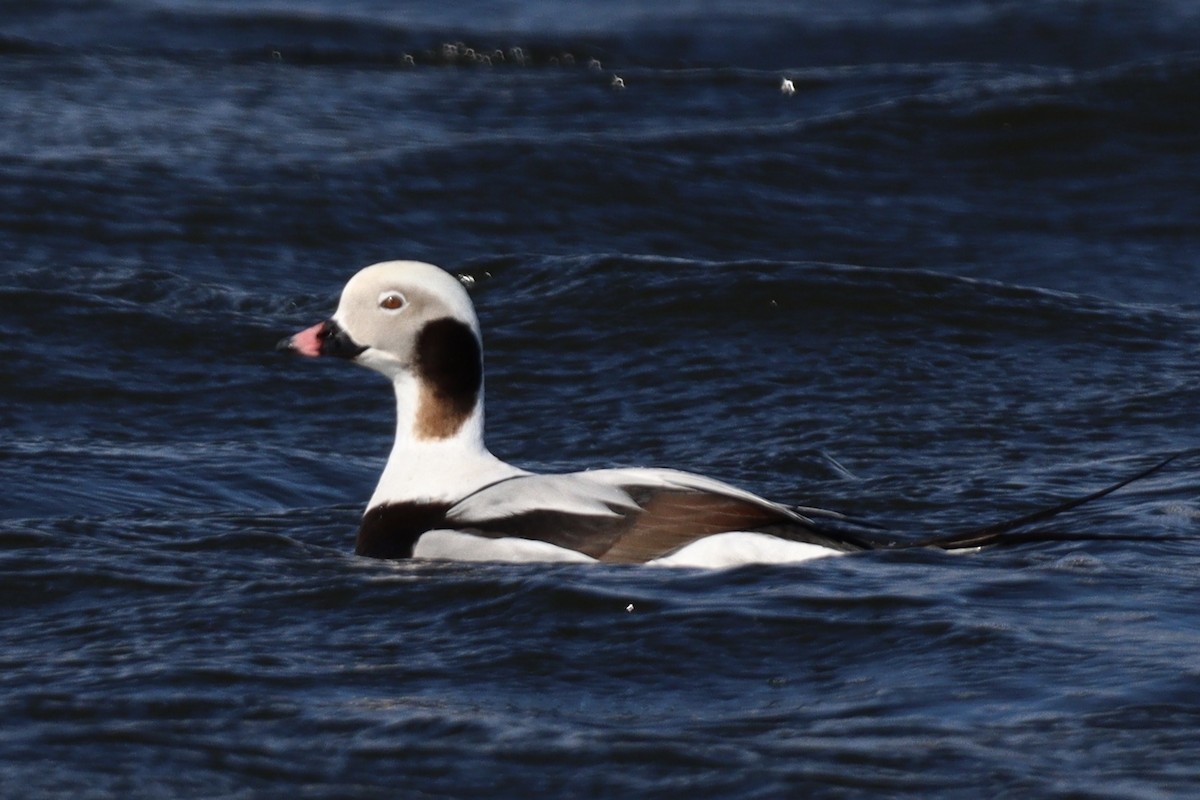 Long-tailed Duck - ML549779801