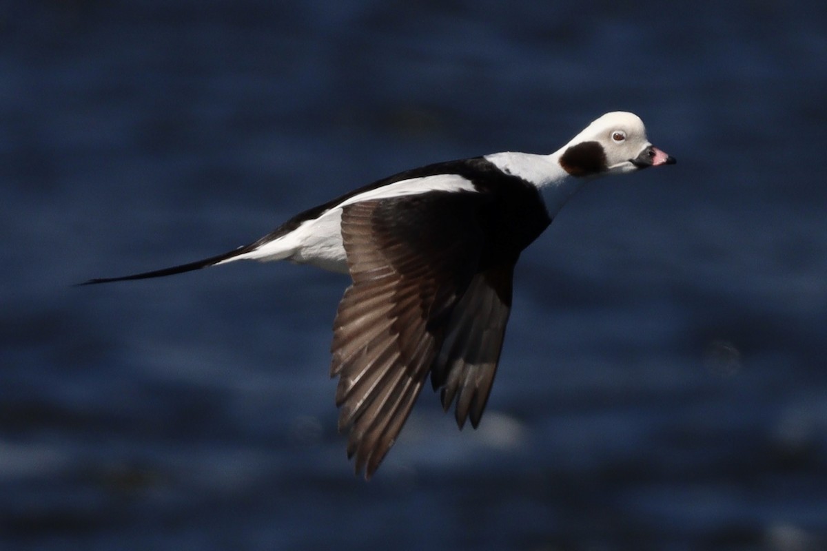Long-tailed Duck - ML549779811