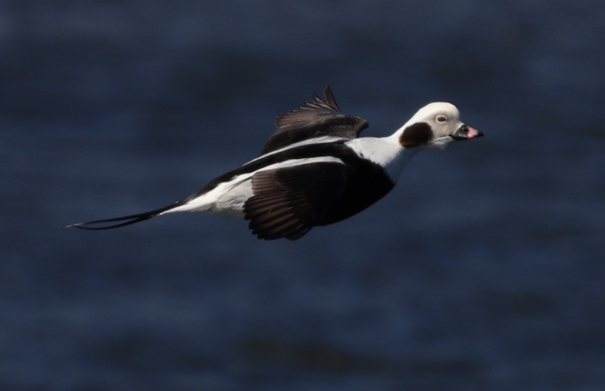 Long-tailed Duck - ML549779821