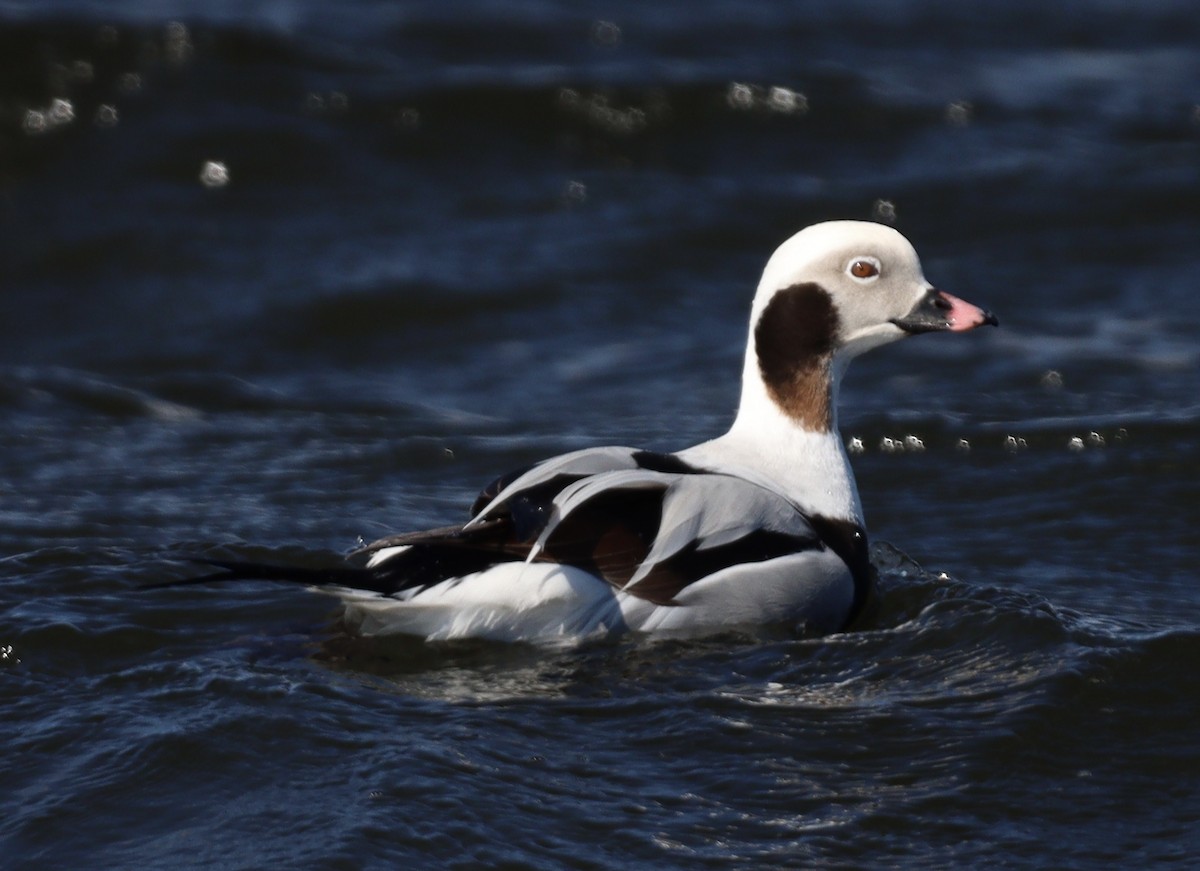 Long-tailed Duck - ML549779831