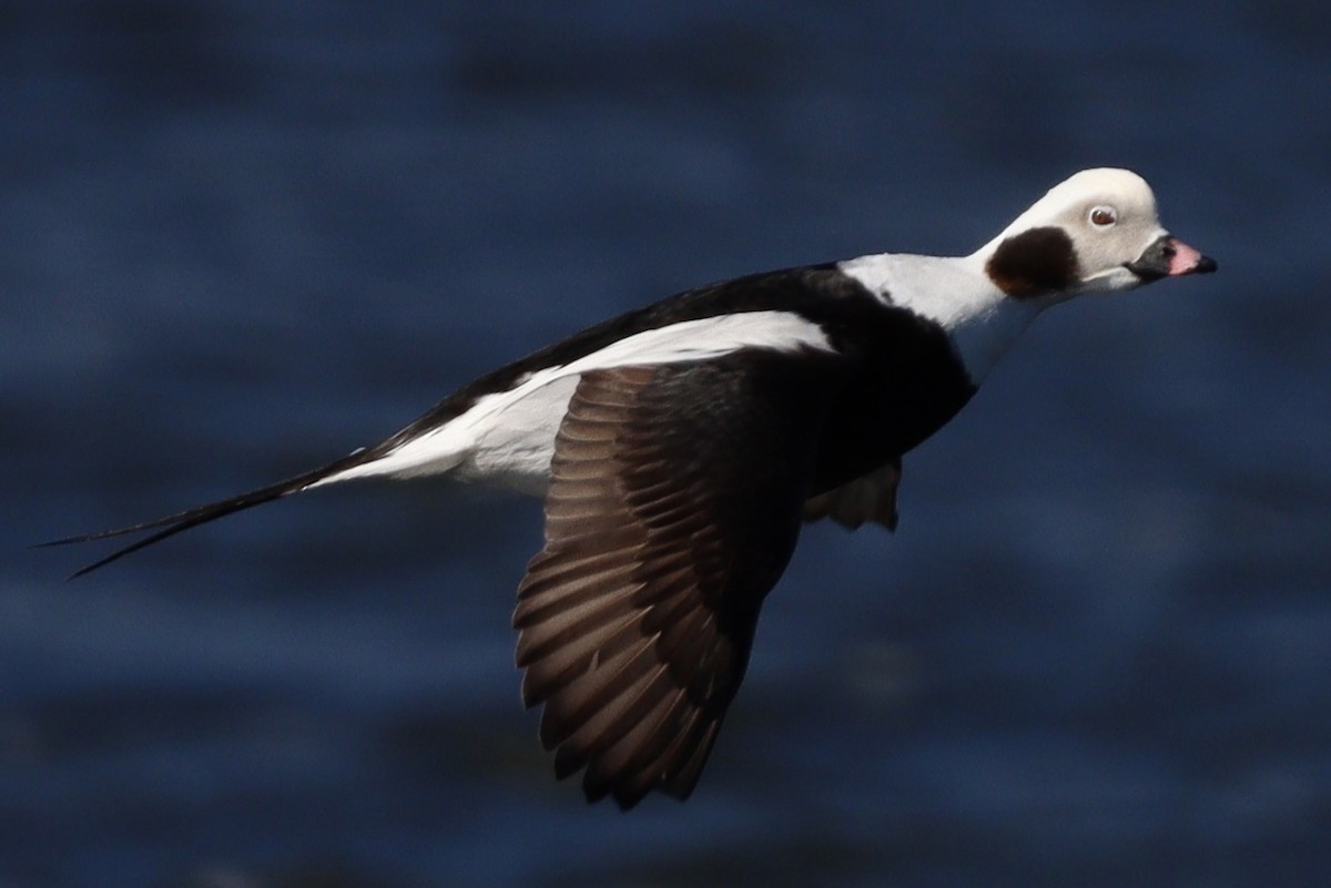 Long-tailed Duck - ML549779841