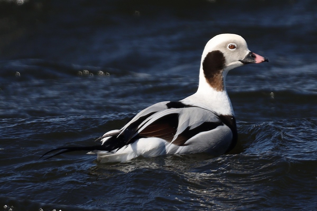 Long-tailed Duck - ML549779851
