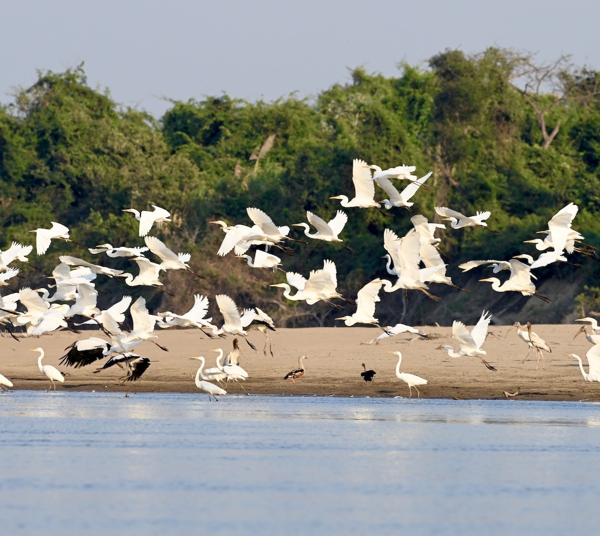 Great Egret - ML549780401