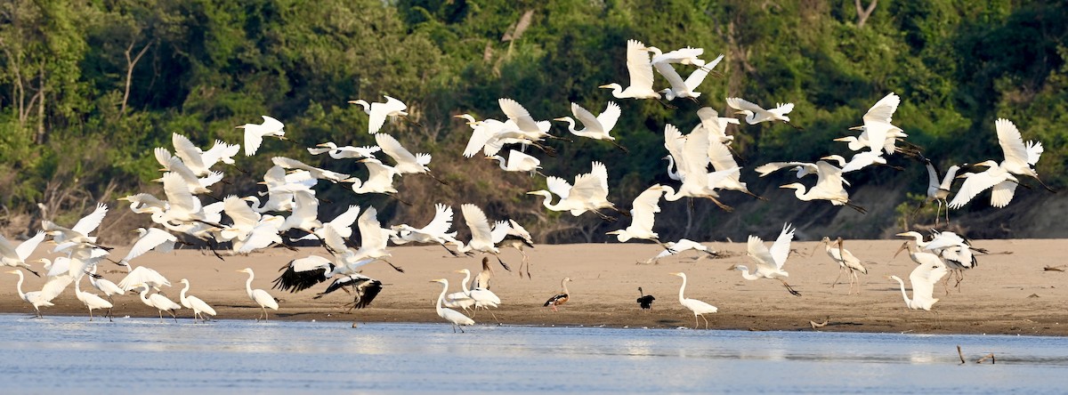 Great Egret - ML549780411