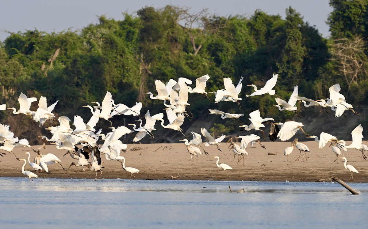 Great Egret - ML549780421