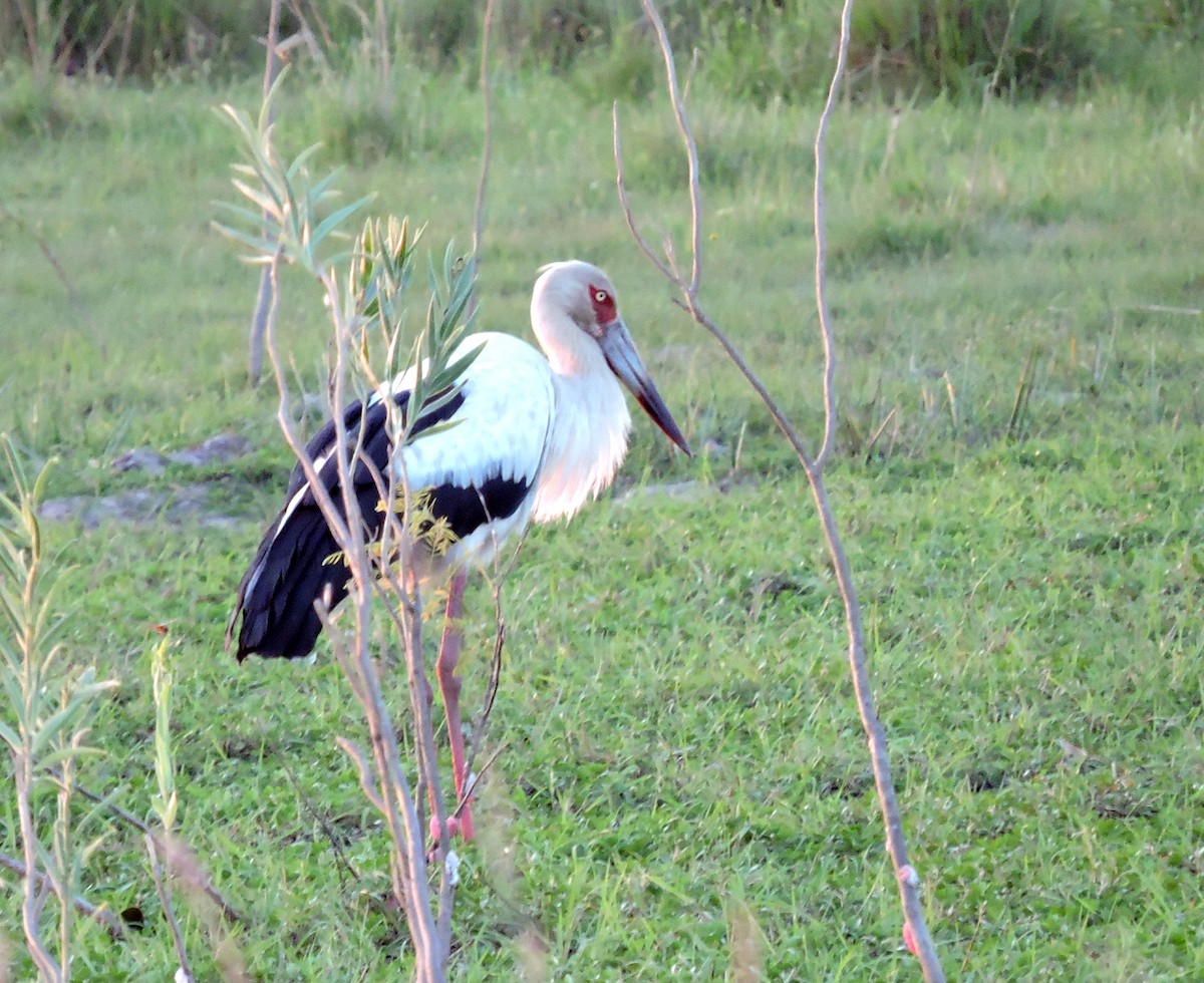 Maguari Stork - ML54978071