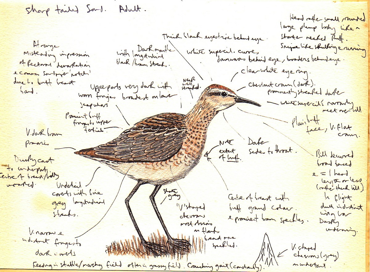 Sharp-tailed Sandpiper - Andrew Collins