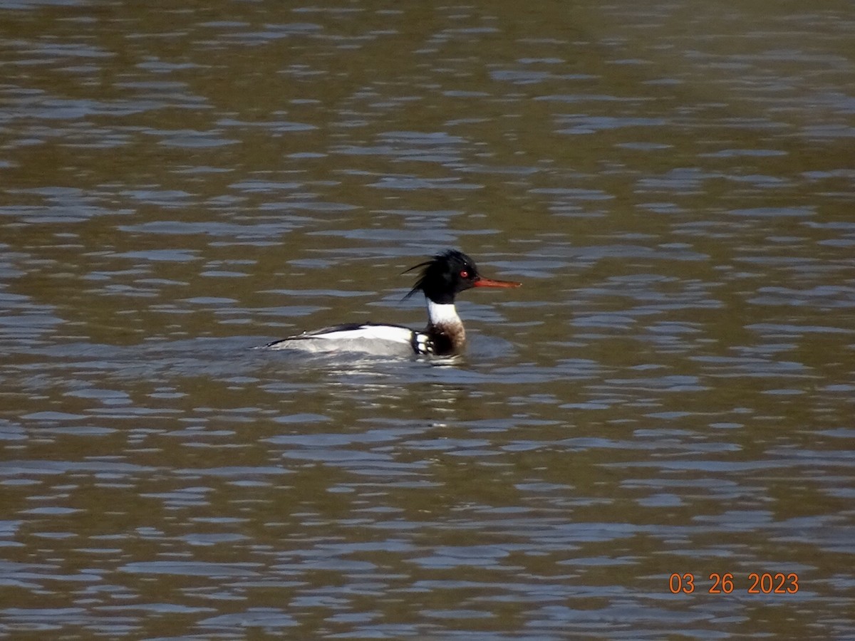 Red-breasted Merganser - Jill Medley