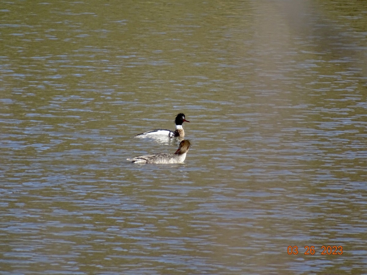 Red-breasted Merganser - Jill Medley