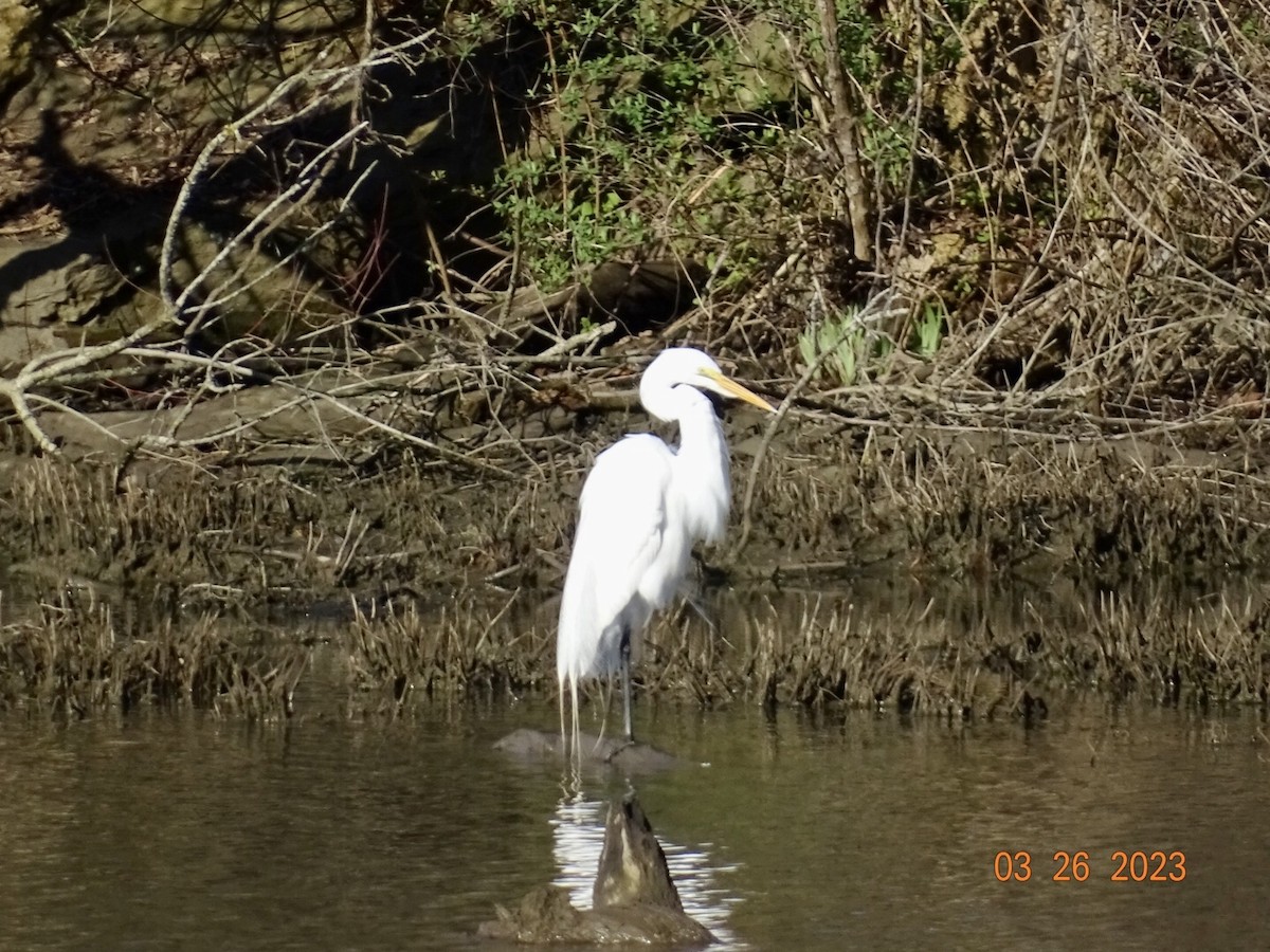 Great Egret - Jill Medley