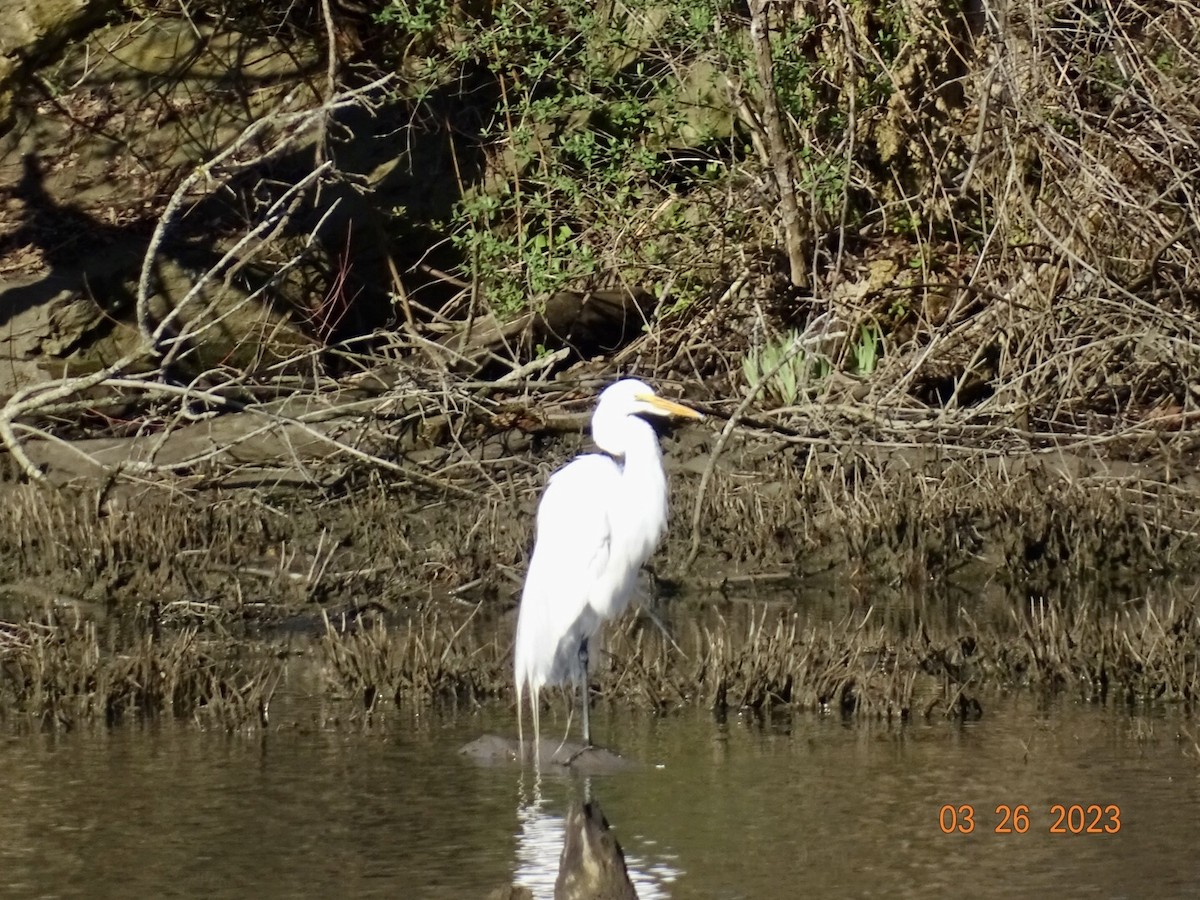 Great Egret - ML549782441