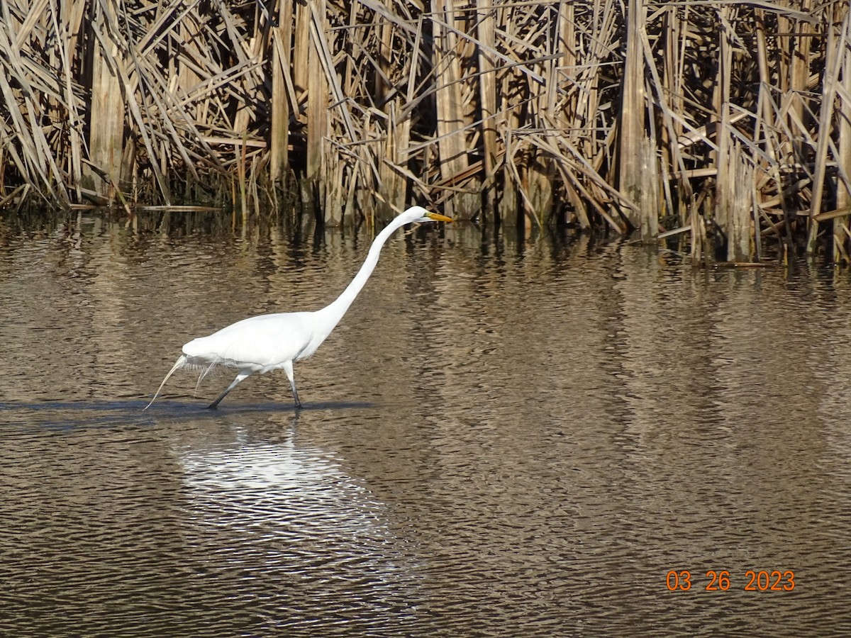 Great Egret - Jill Medley