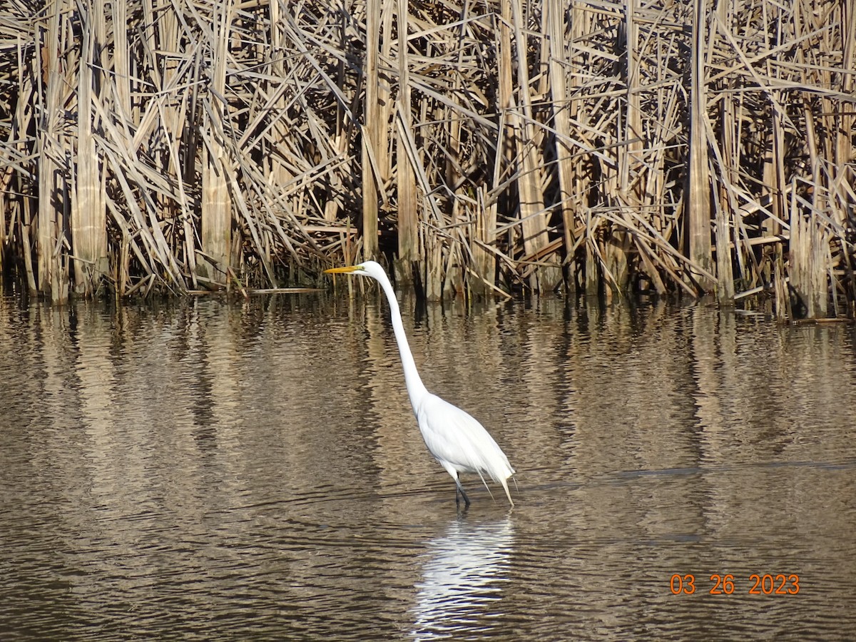 Great Egret - ML549782461