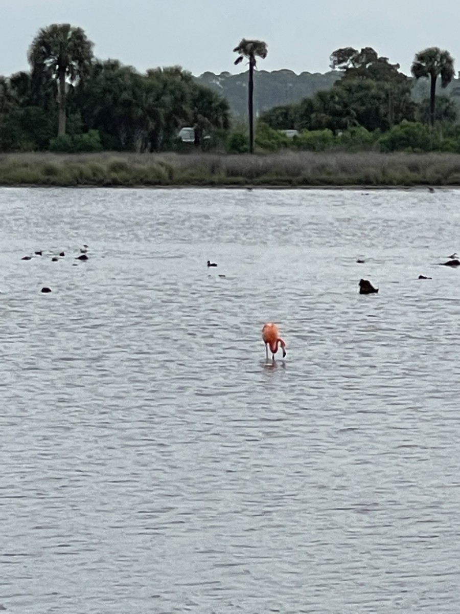 American Flamingo - ML549782561