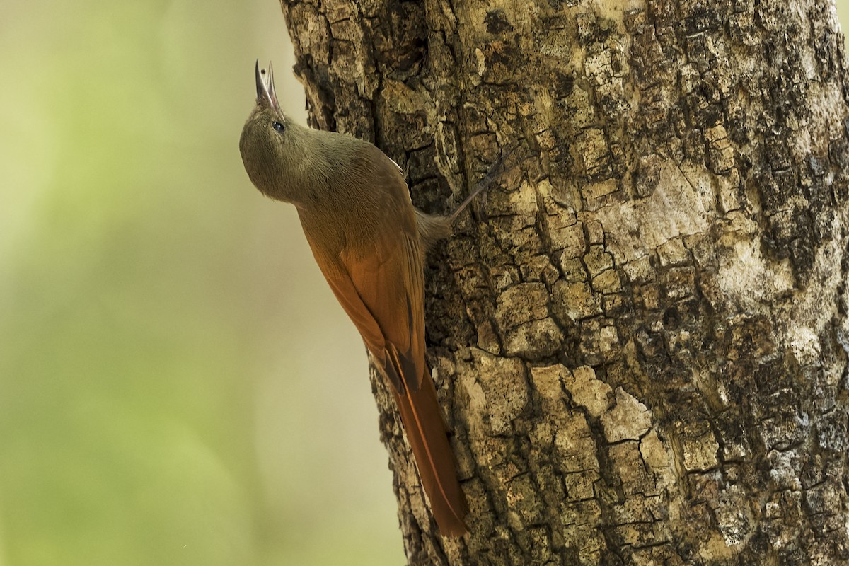 Olivaceous Woodcreeper - ML549783821