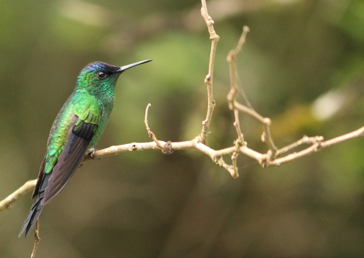 Violet-capped Woodnymph - ML549783931