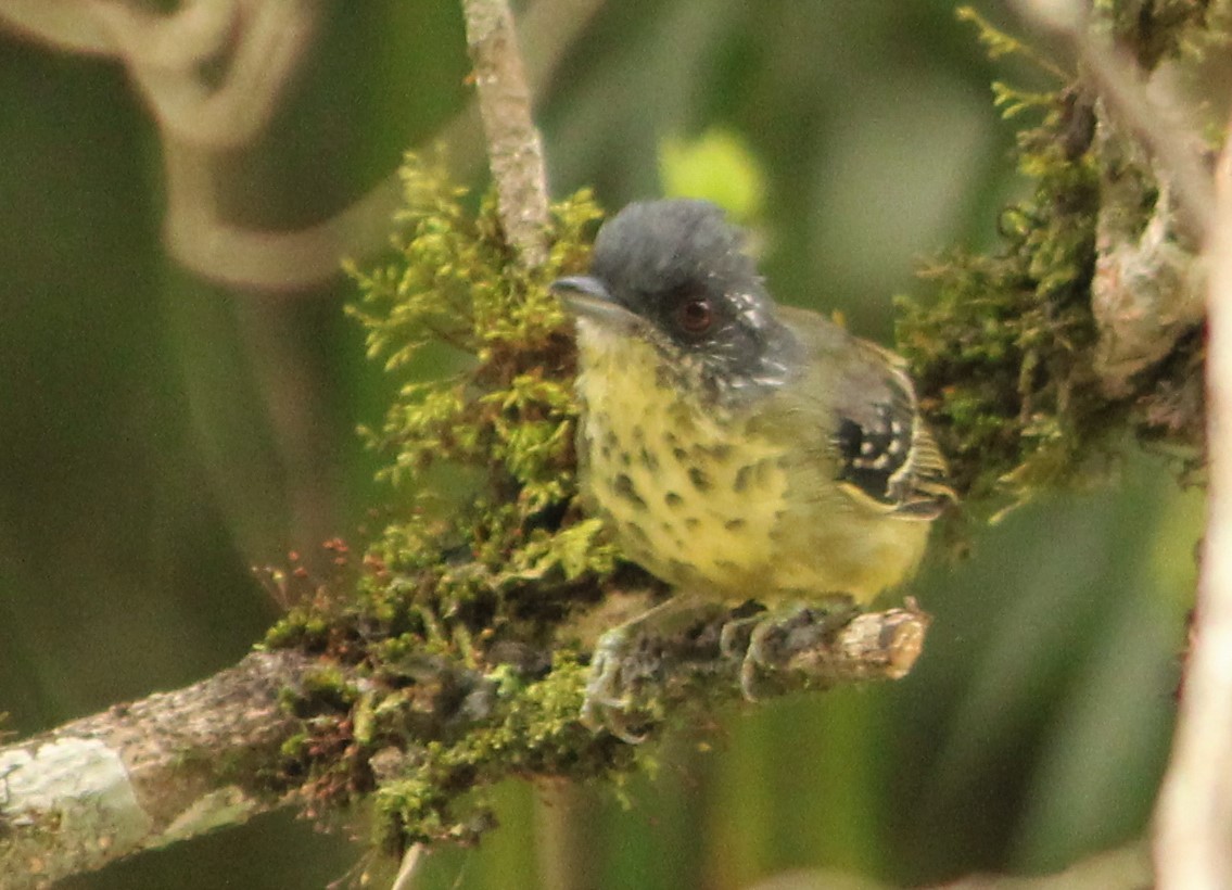 Spot-breasted Antvireo - Miguel  Magro