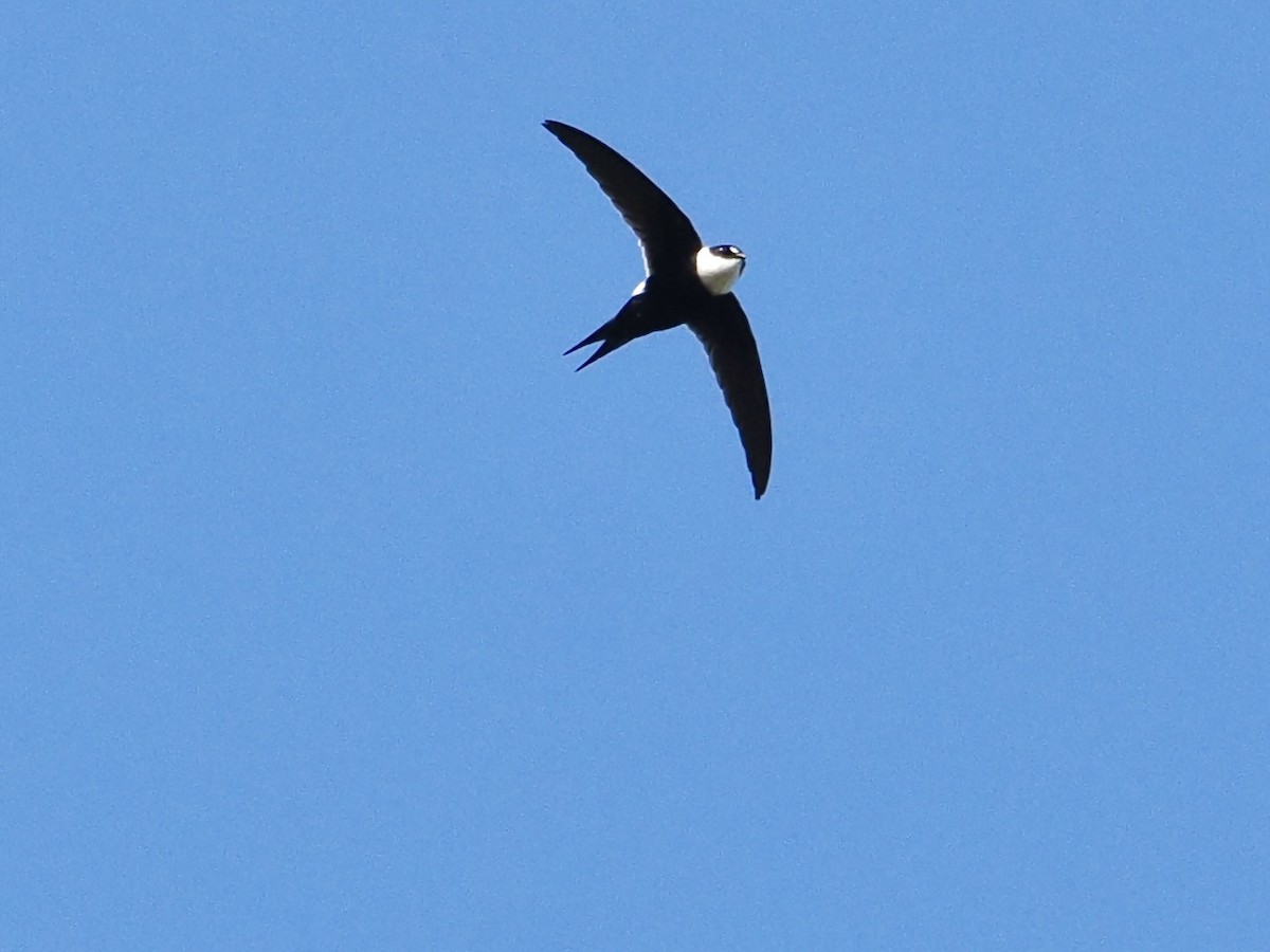 Lesser Swallow-tailed Swift - Gabriel Willow