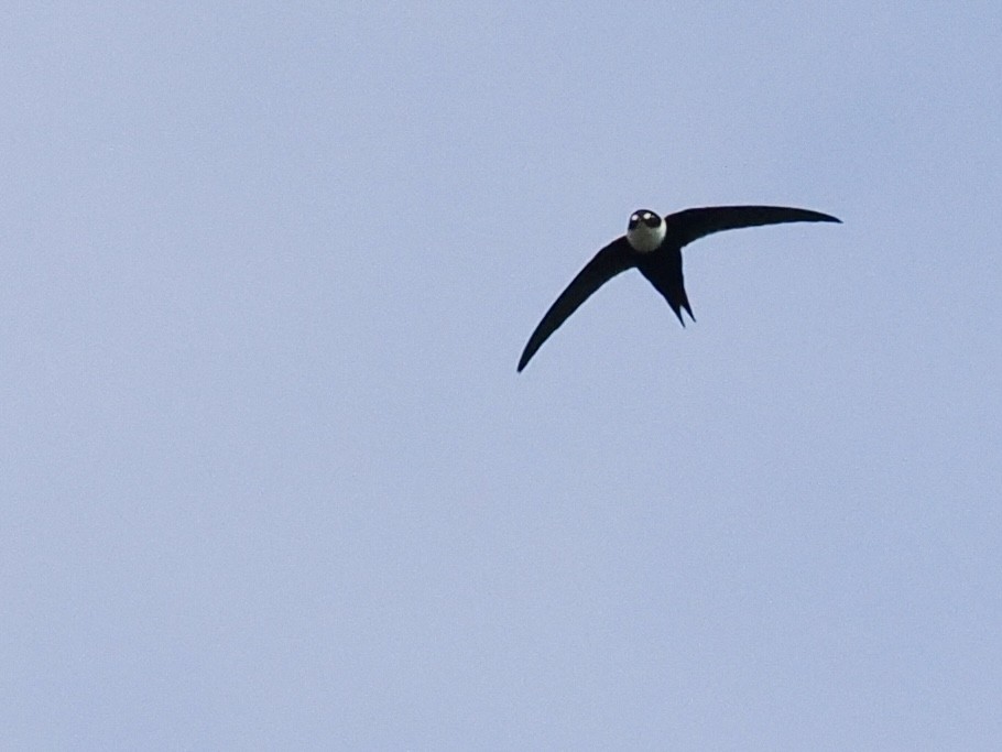 Lesser Swallow-tailed Swift - Gabriel Willow