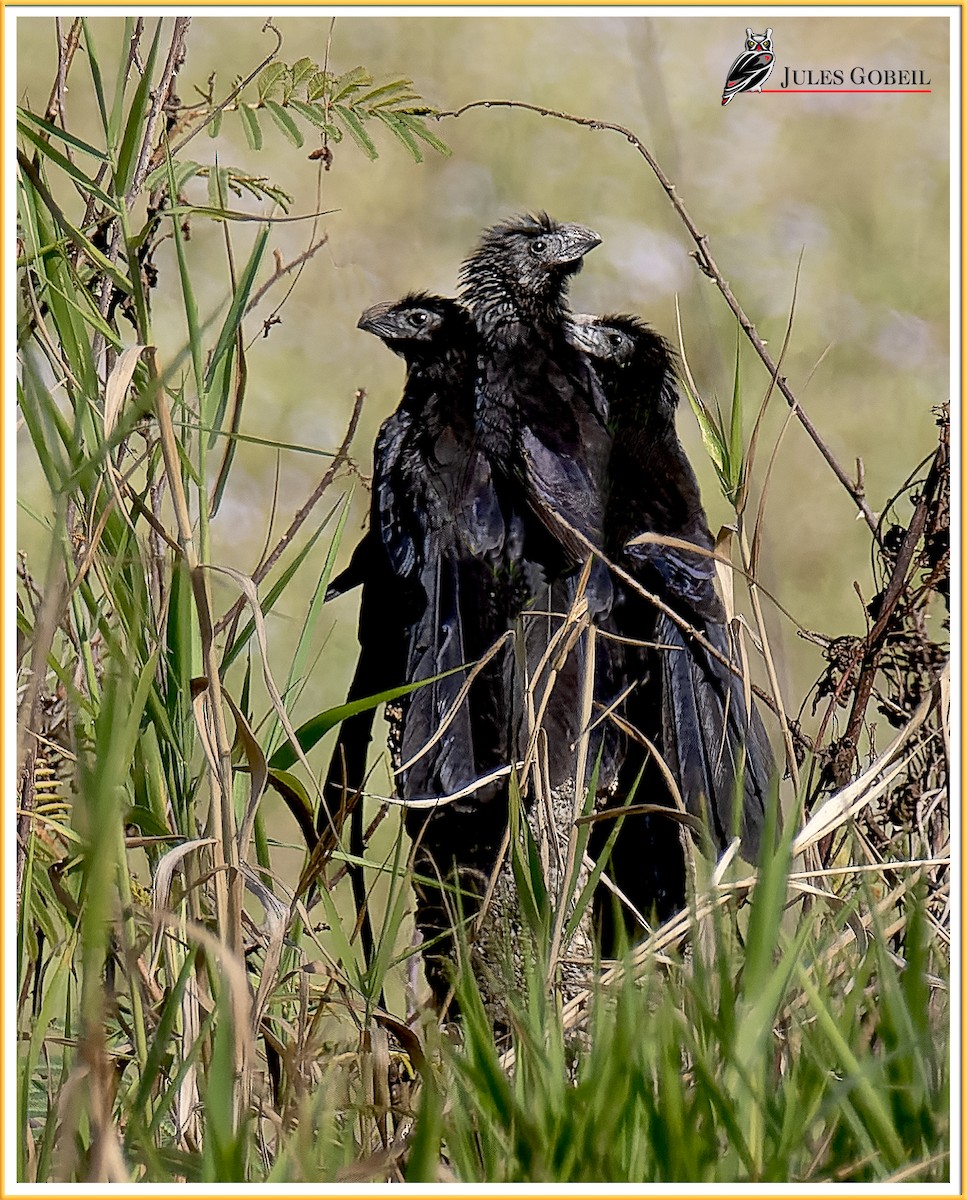 Groove-billed Ani - Jules Gobeil