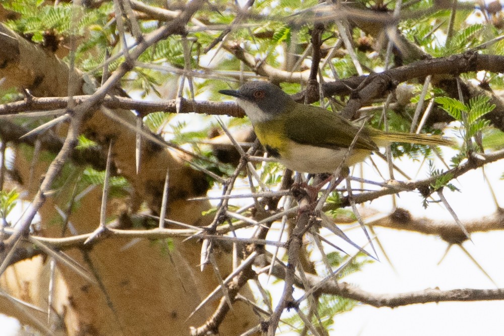 Yellow-breasted Apalis (Brown-tailed) - ML549785651