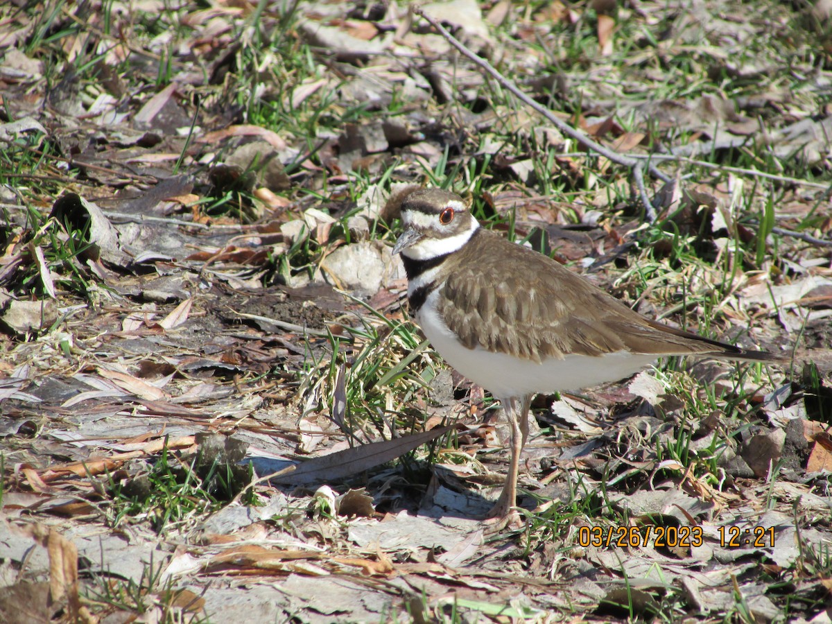 Killdeer - ML549785971