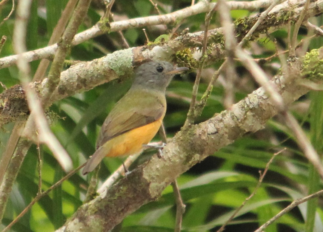 Gray-hooded Flycatcher - Miguel  Magro