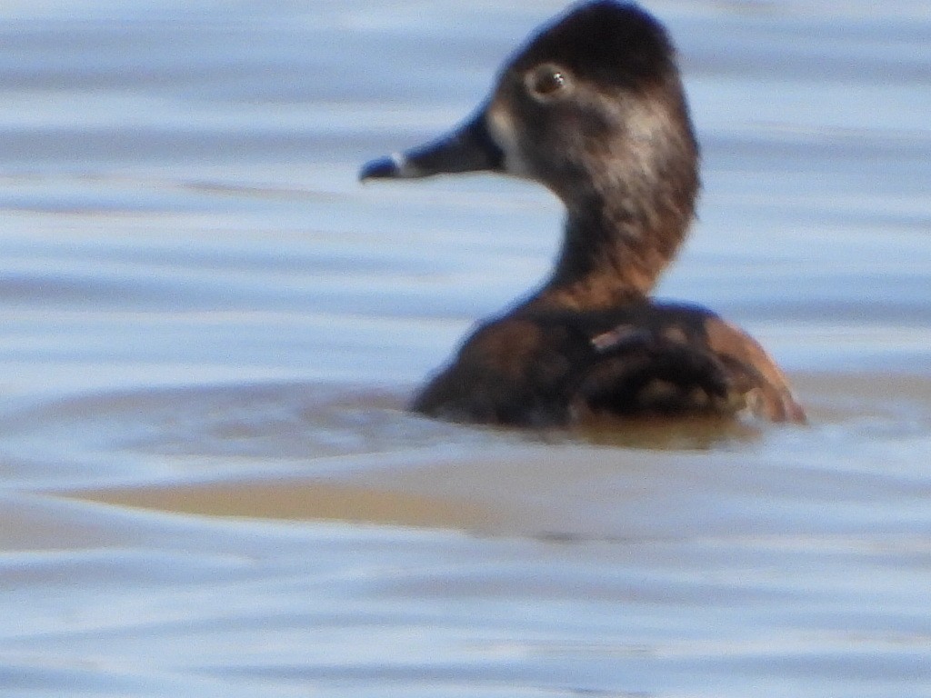 Ring-necked Duck - Alan Knowles