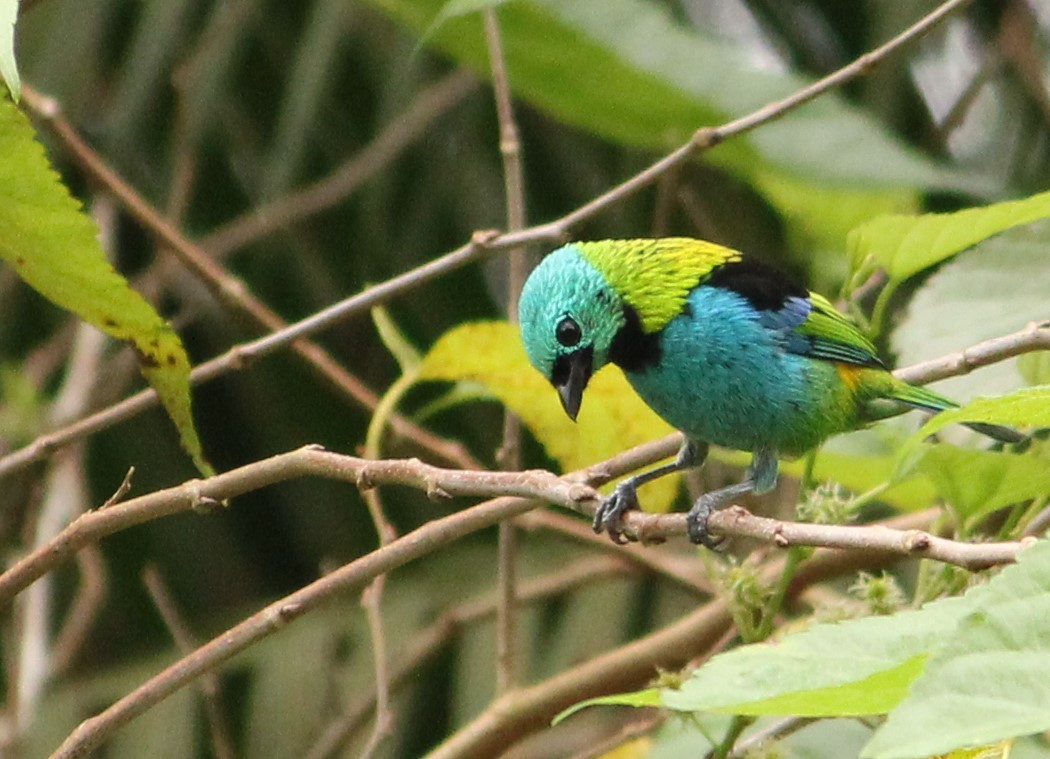 Green-headed Tanager - Miguel  Magro