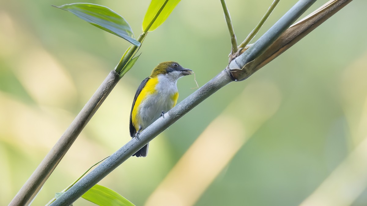 Yellow-sided Flowerpecker - Kenneth Cheong
