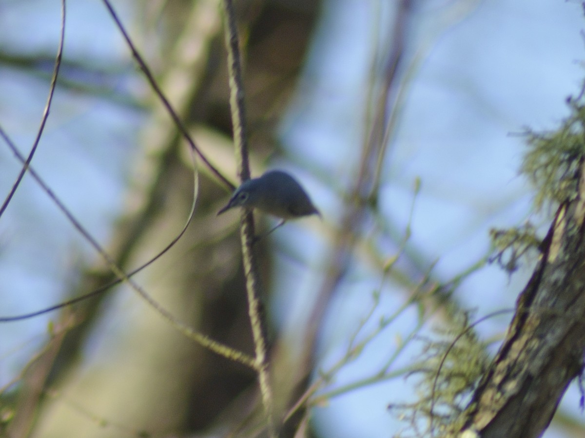 Blue-gray Gnatcatcher - ML549787311