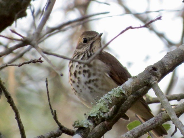 Hermit Thrush - ML549787351