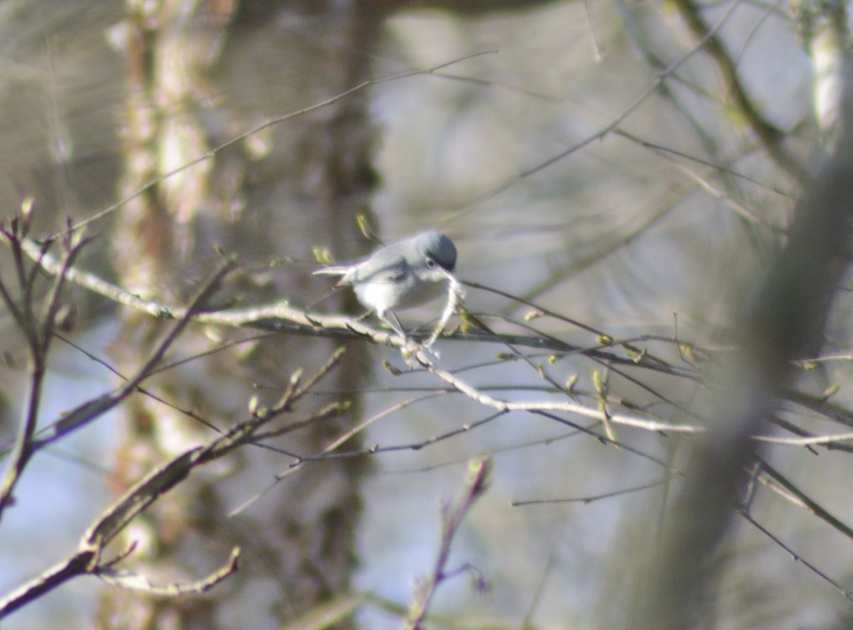 Blue-gray Gnatcatcher - ML549787451