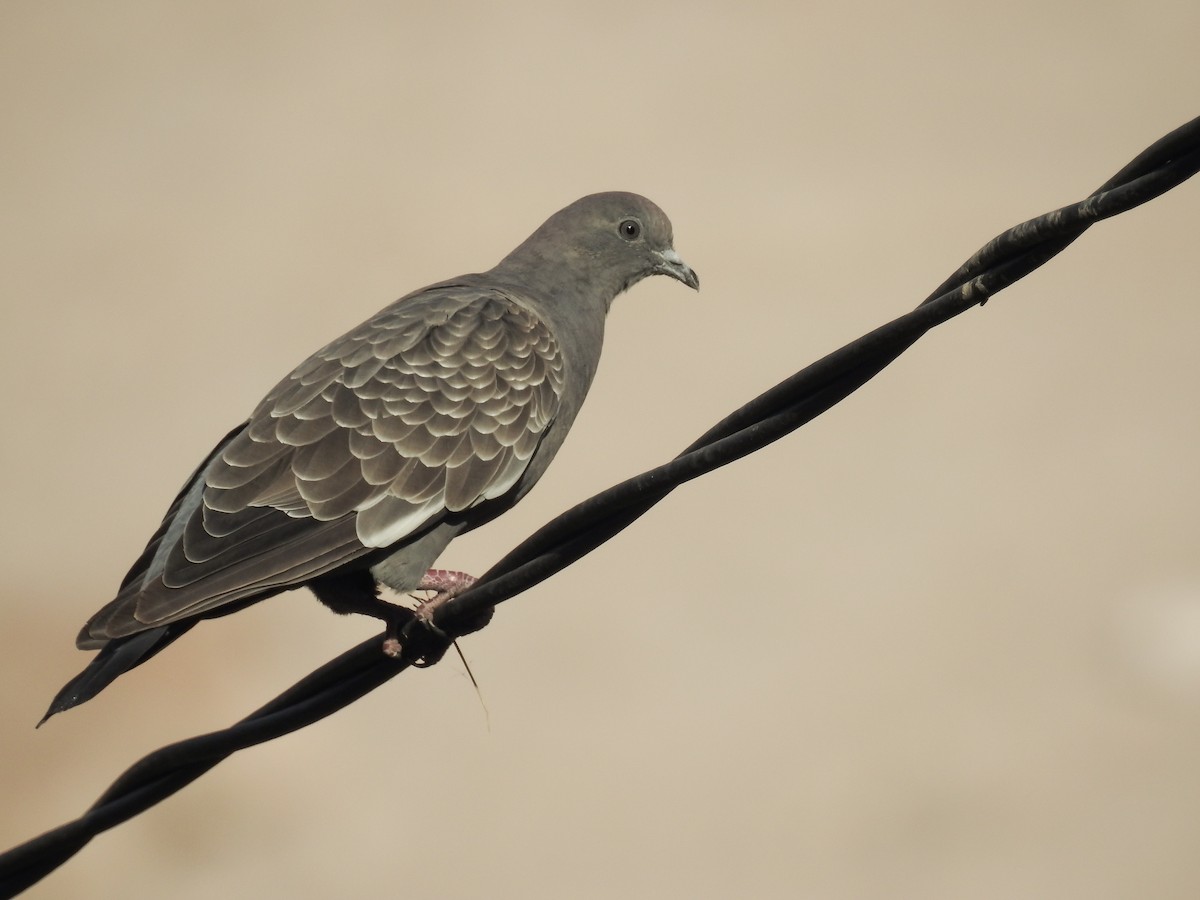 Spot-winged Pigeon - ML549787781