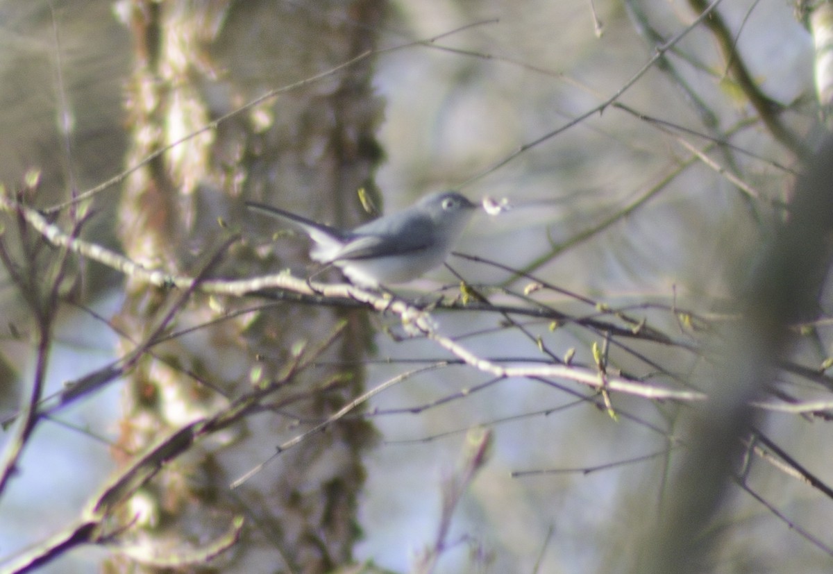 Blue-gray Gnatcatcher - ML549788281