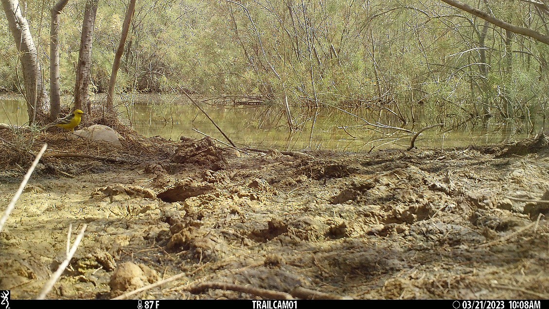 Шар түрүүт цэгцгий - ML549788361