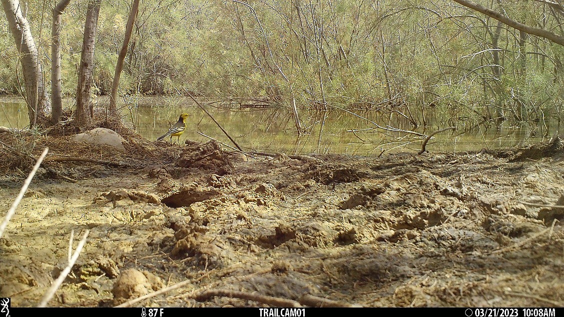 Шар түрүүт цэгцгий - ML549788431