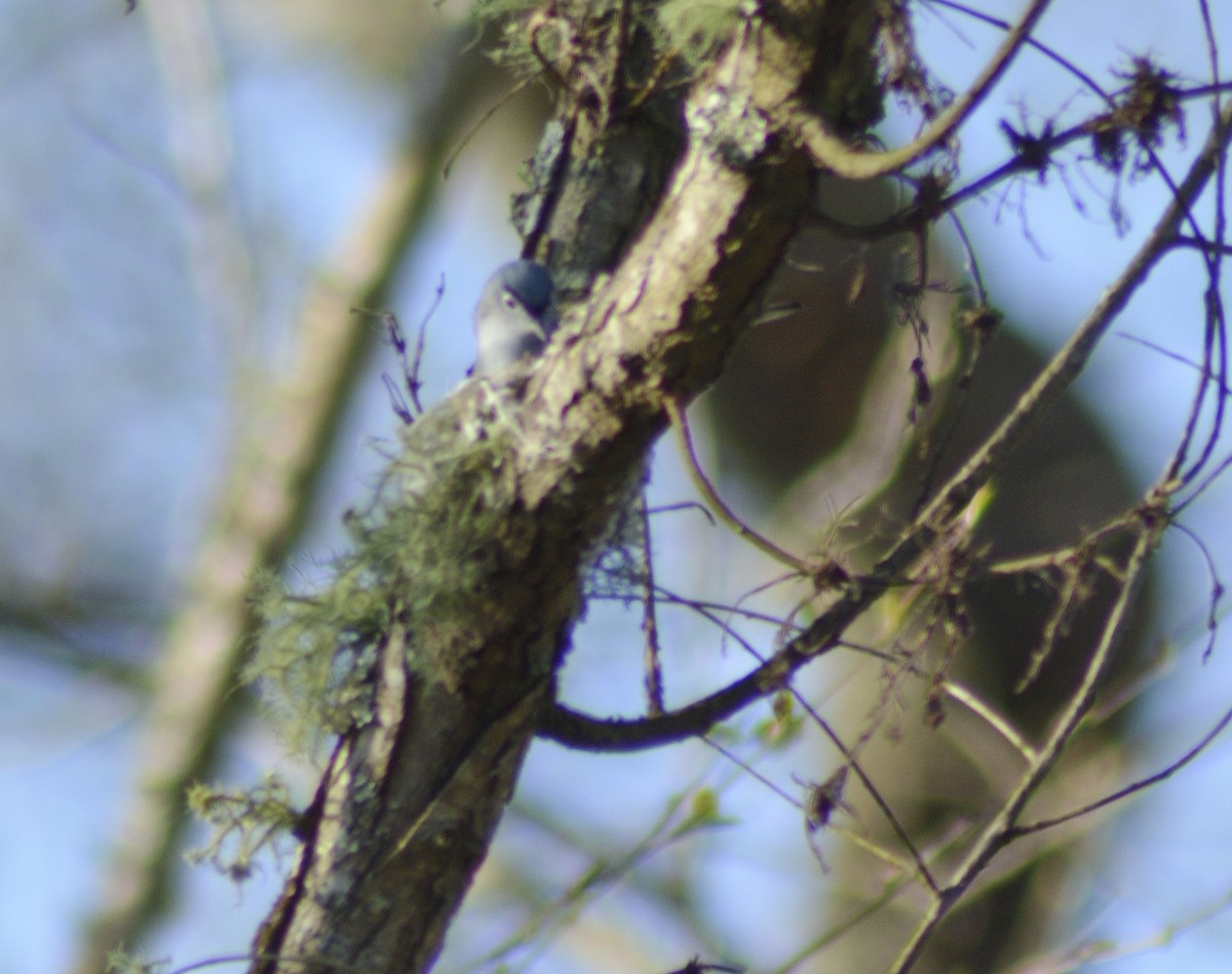 Blue-gray Gnatcatcher - ML549788811