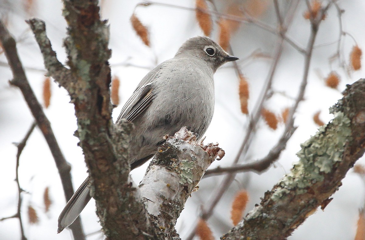 Townsend's Solitaire - ML549788871