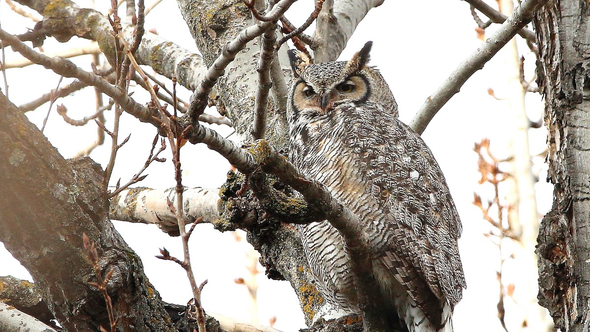Great Horned Owl - ML549789001