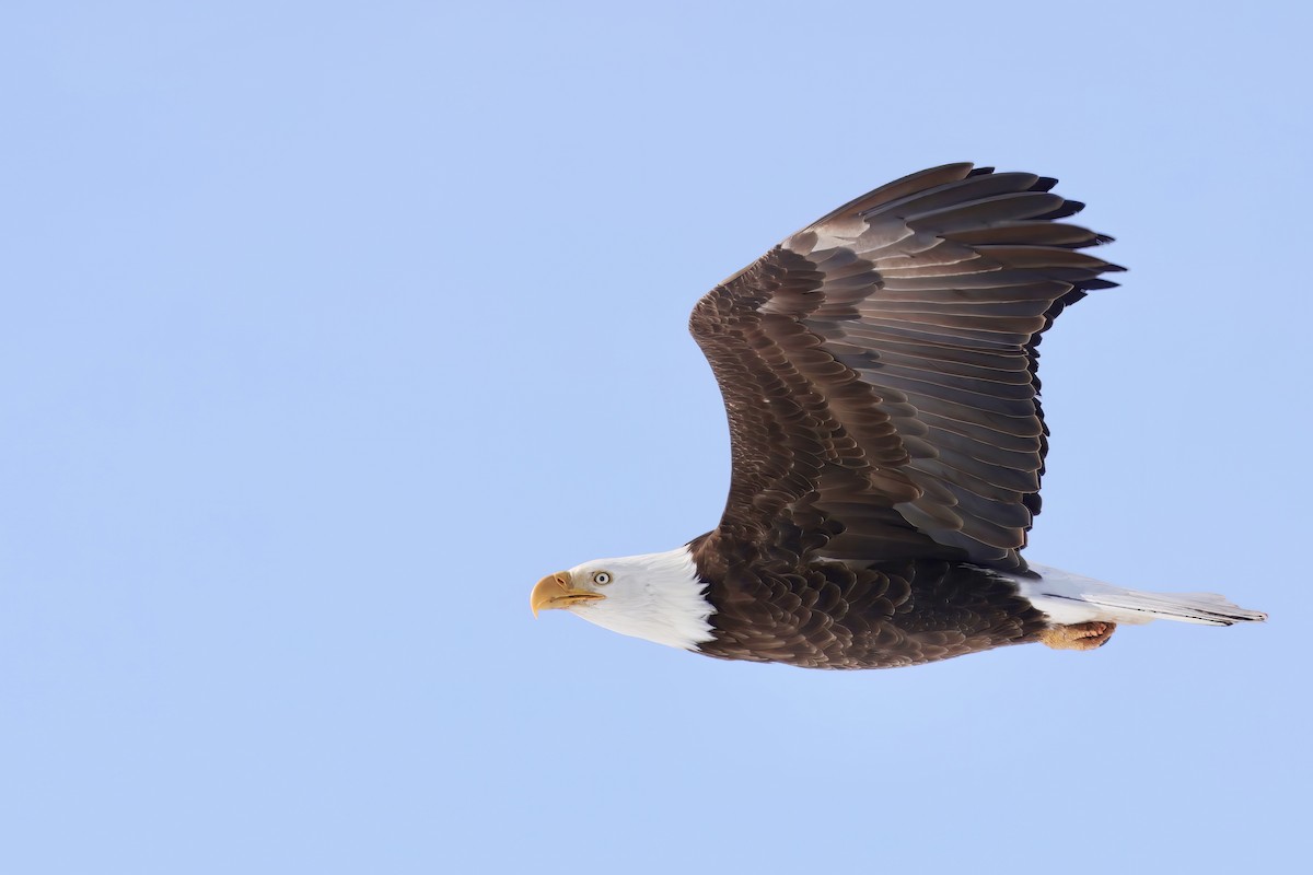 Bald Eagle - Trevor Churchill