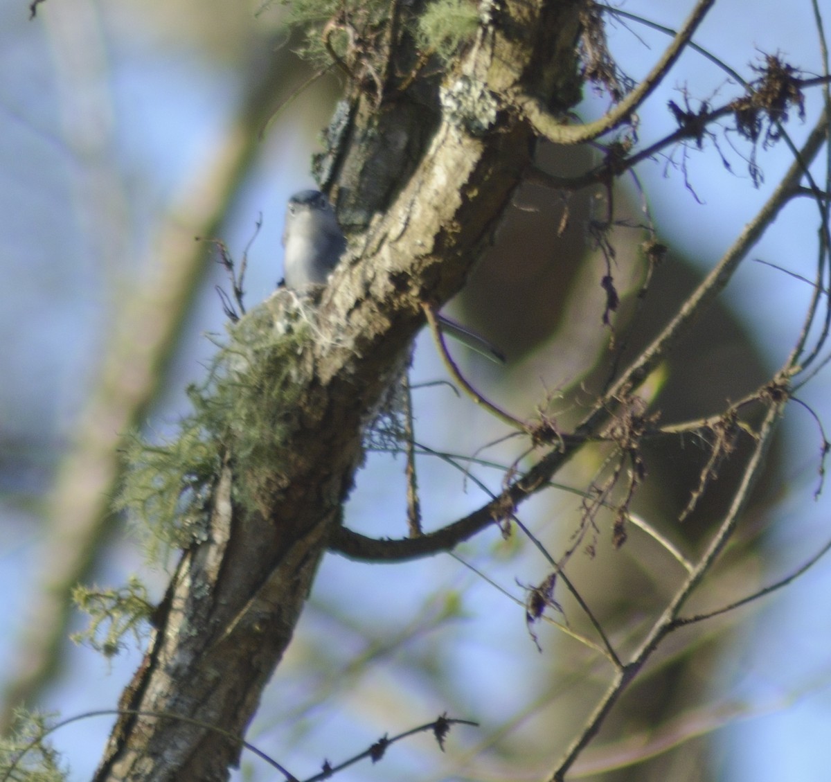 Blue-gray Gnatcatcher - ML549789271