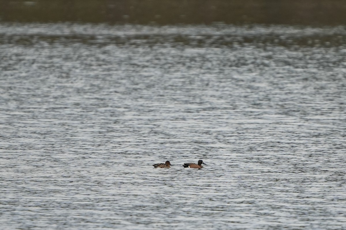 Blue-winged Teal - ML549789891