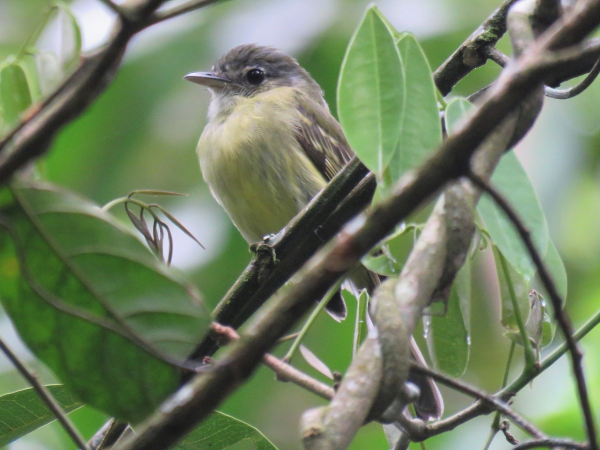 Yellow-olive Flatbill (Sooretama) - Blaise RAYMOND